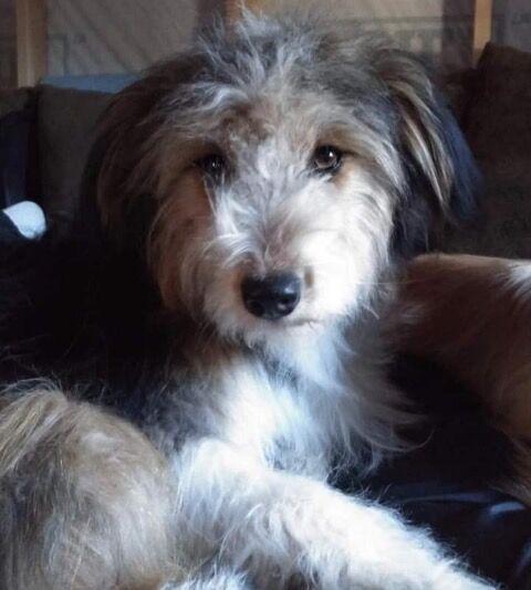 Yellowstone missing dog 2